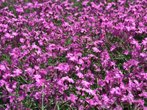 Vivers Càrex - Dianthus corsicus